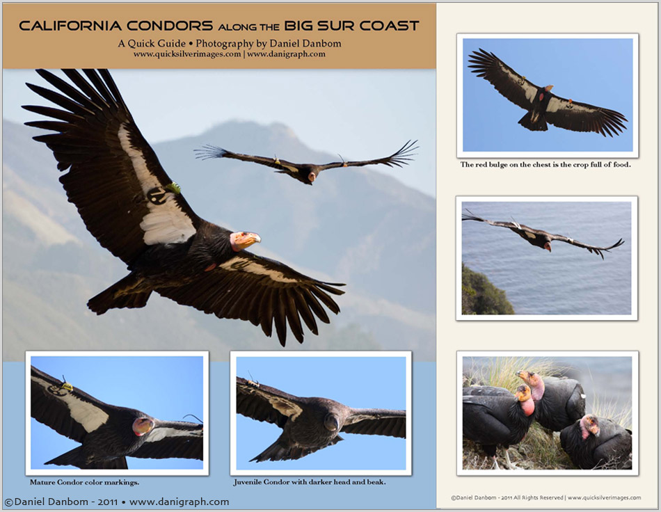 Condor-Guide-Front.jpg